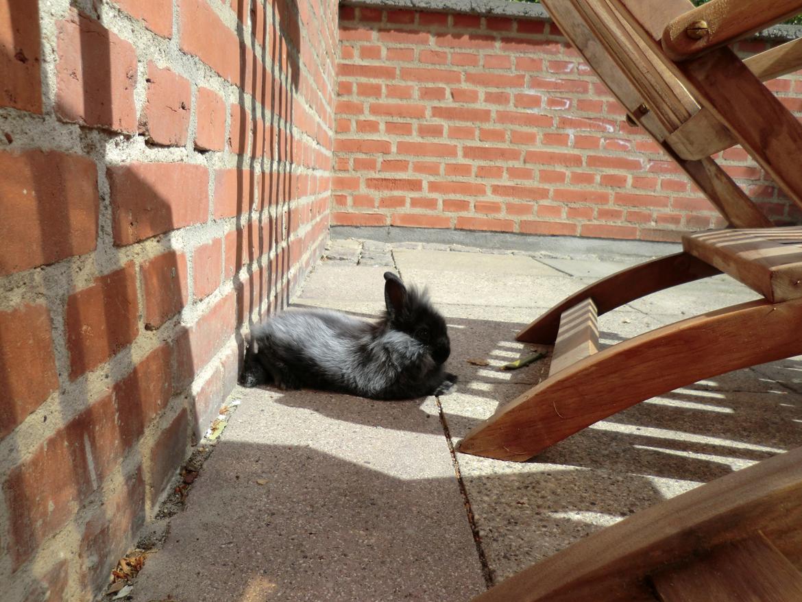 Kanin Sigge billede 3