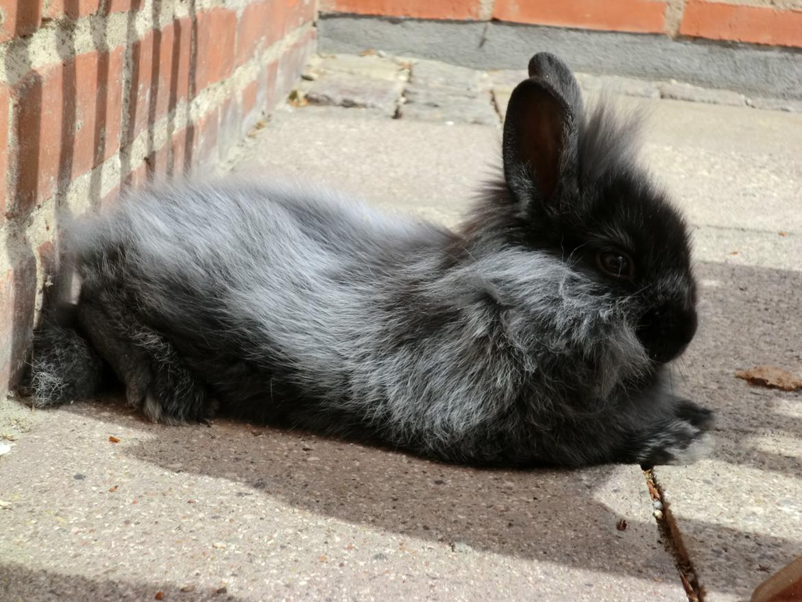 Kanin Sigge billede 4