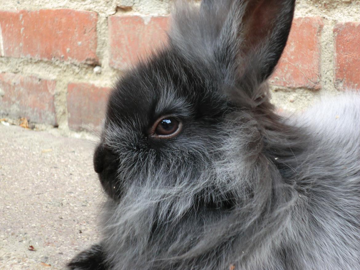 Kanin Sigge billede 5