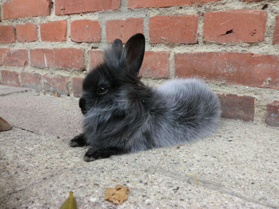 Kanin Sigge billede 6