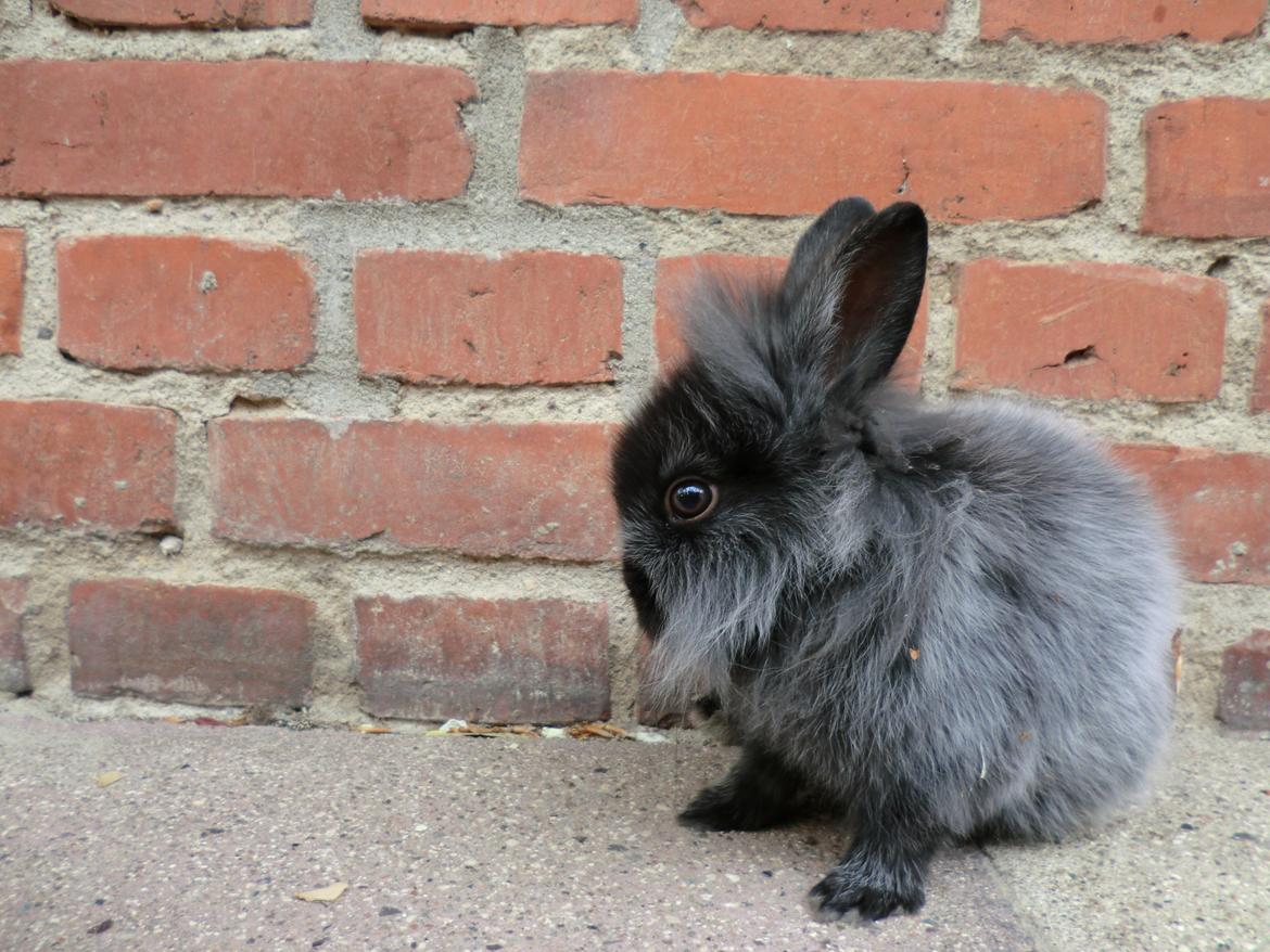 Kanin Sigge billede 7