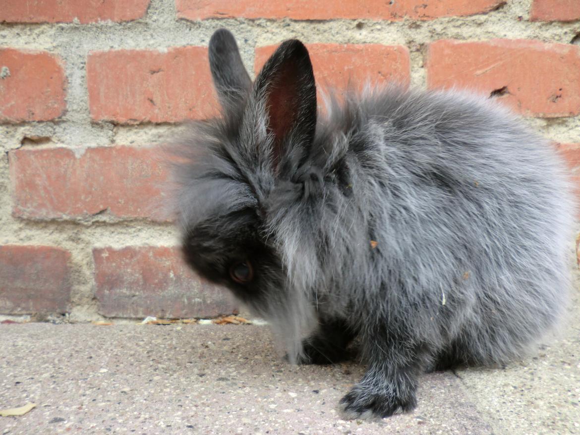 Kanin Sigge billede 8