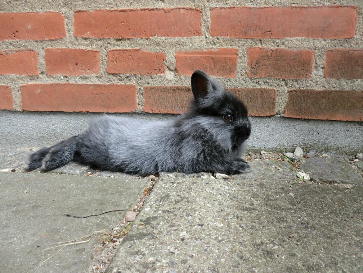 Kanin Sigge billede 10