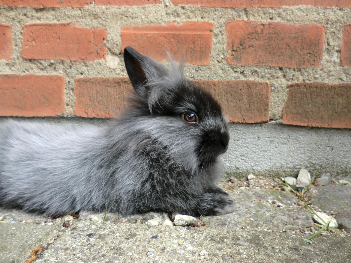 Kanin Sigge billede 11