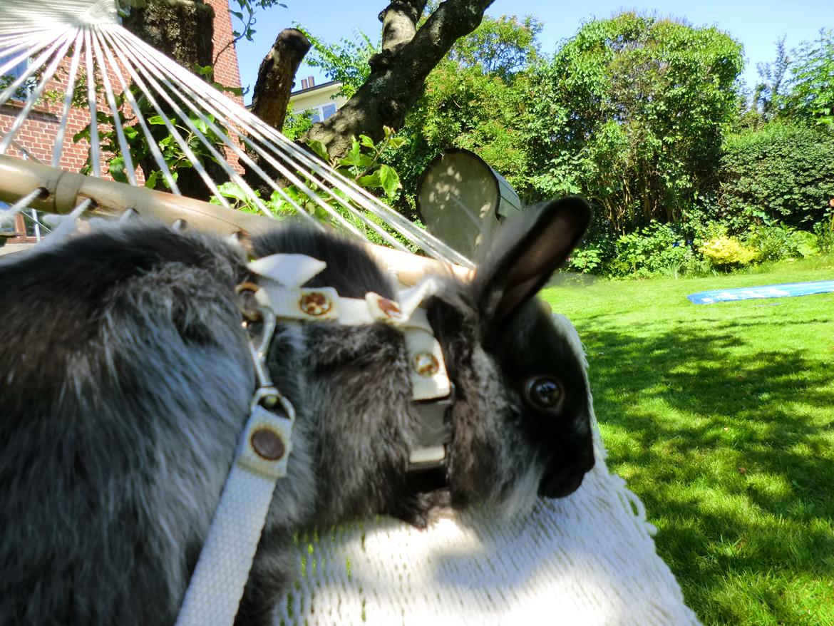 Kanin Sigge billede 12