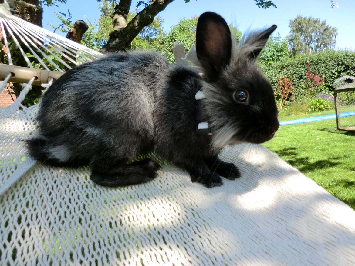 Kanin Sigge billede 13