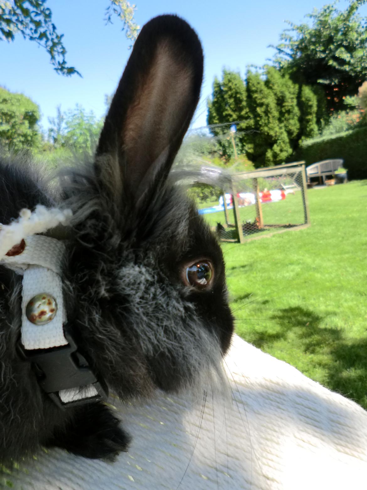 Kanin Sigge billede 14