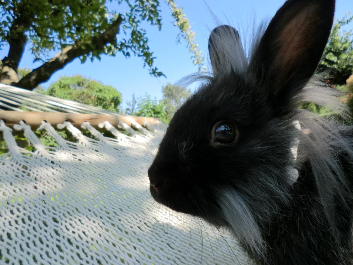 Kanin Sigge billede 15