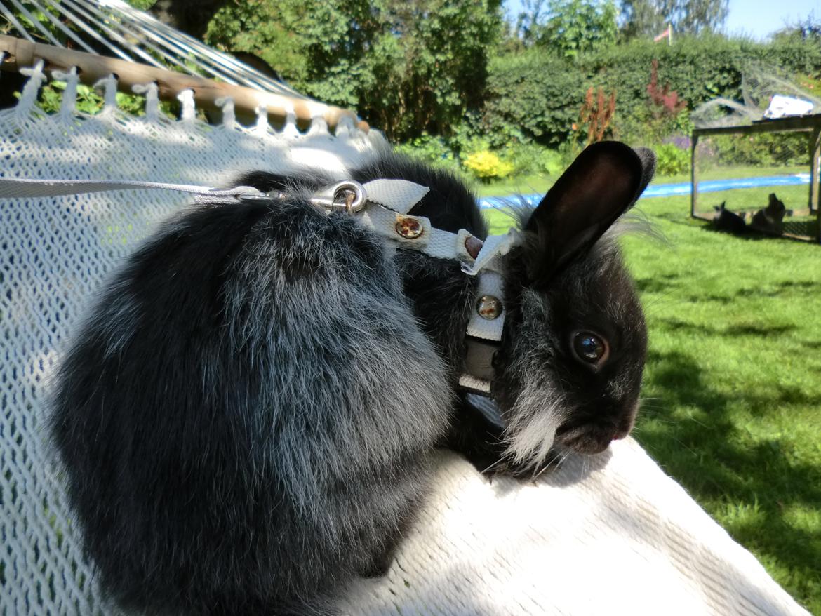 Kanin Sigge billede 16