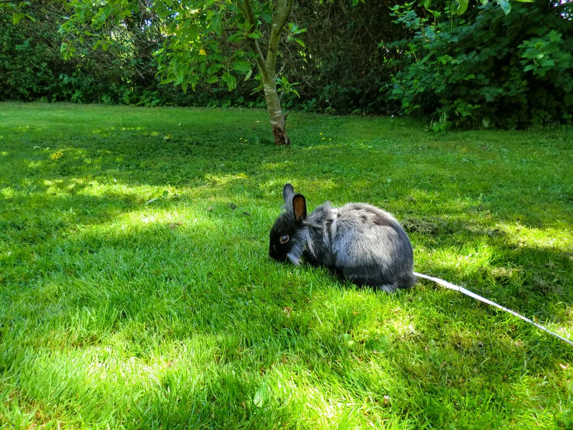 Kanin Sigge billede 17