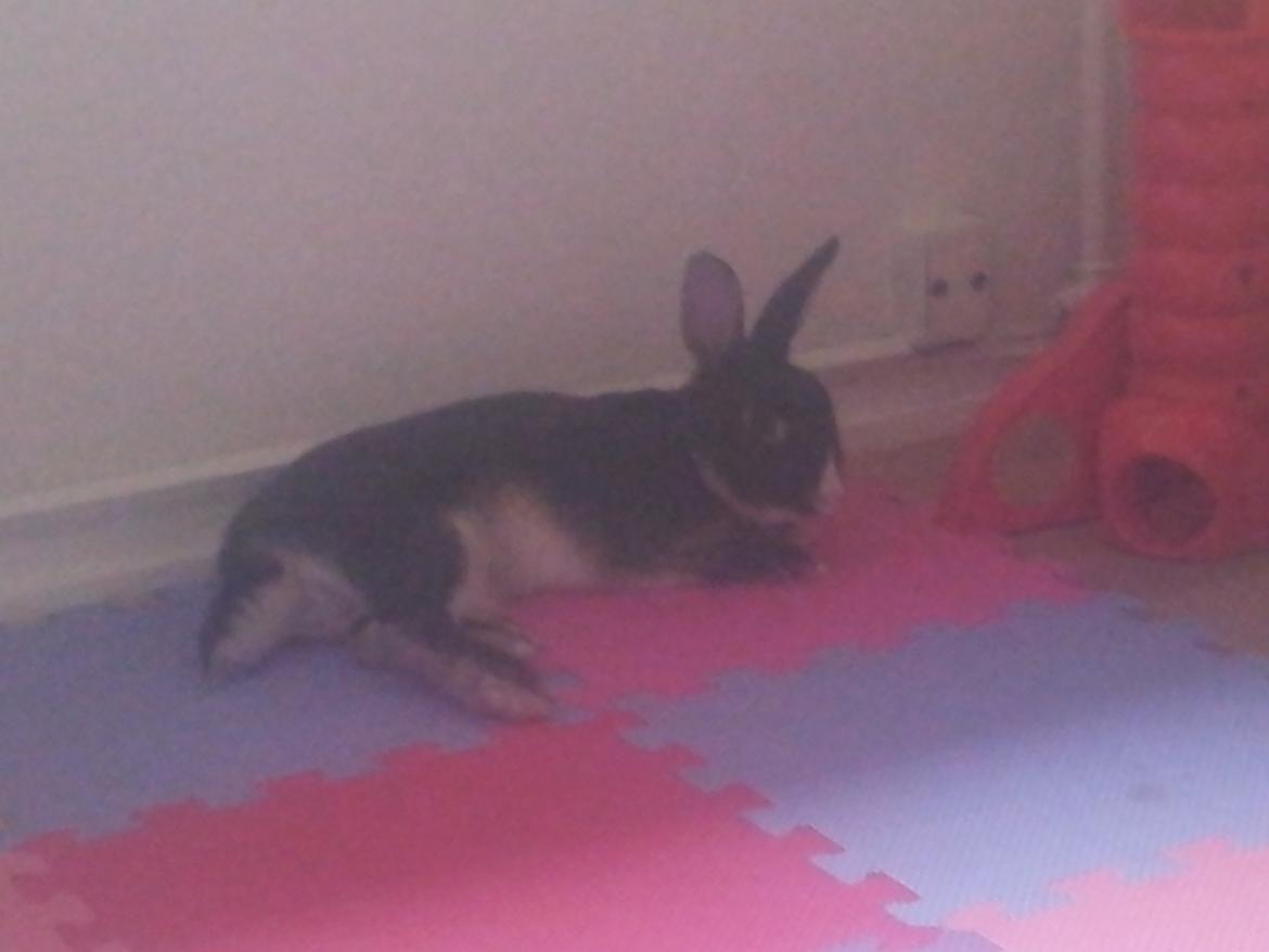 Kanin Boysen billede 9