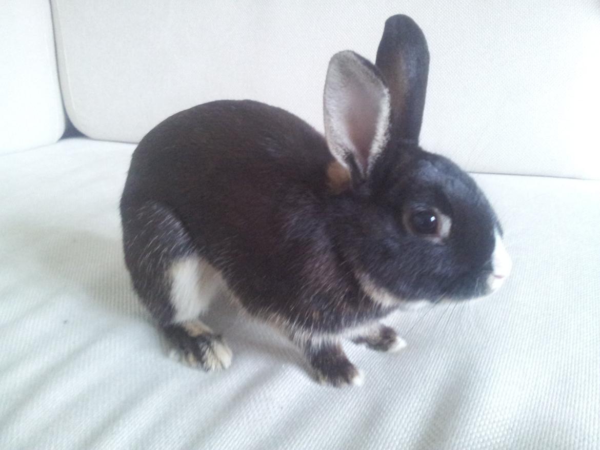 Kanin Boysen billede 10