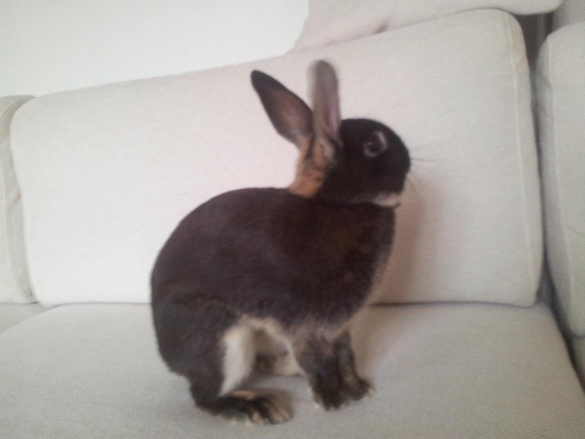Kanin Boysen billede 11