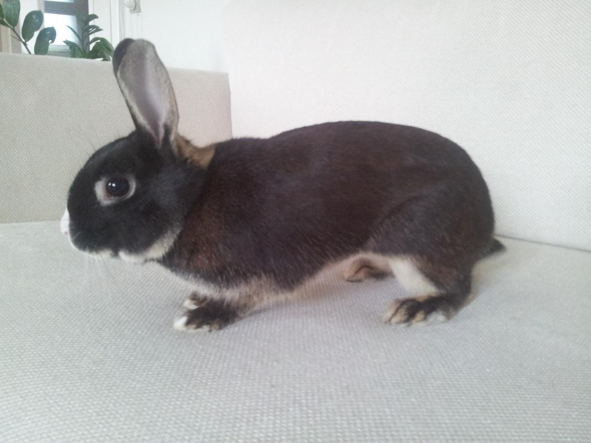 Kanin Boysen billede 13