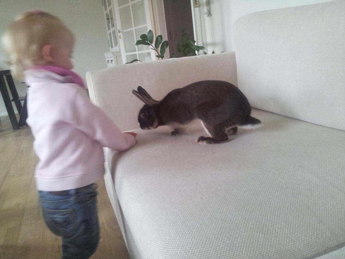 Kanin Boysen billede 14