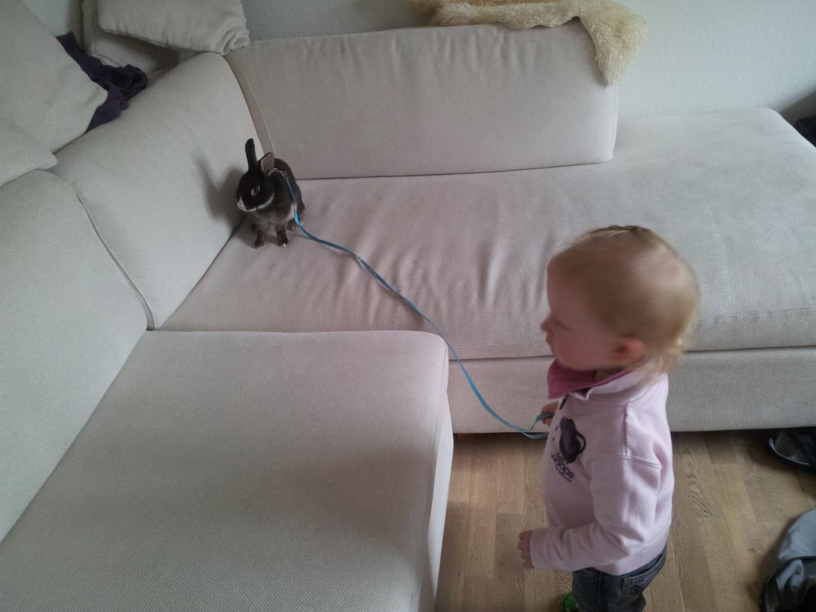 Kanin Boysen billede 12