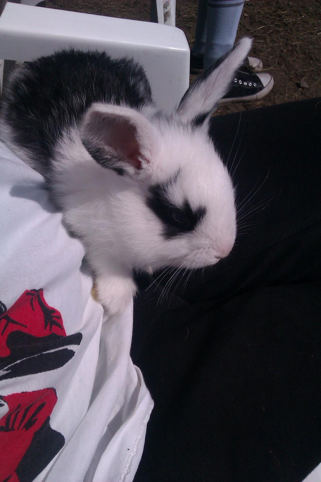 Kanin | IME´s Blomst | - Dagen jeg bestemte mig for at du bare skulle blive miin<3 billede 6