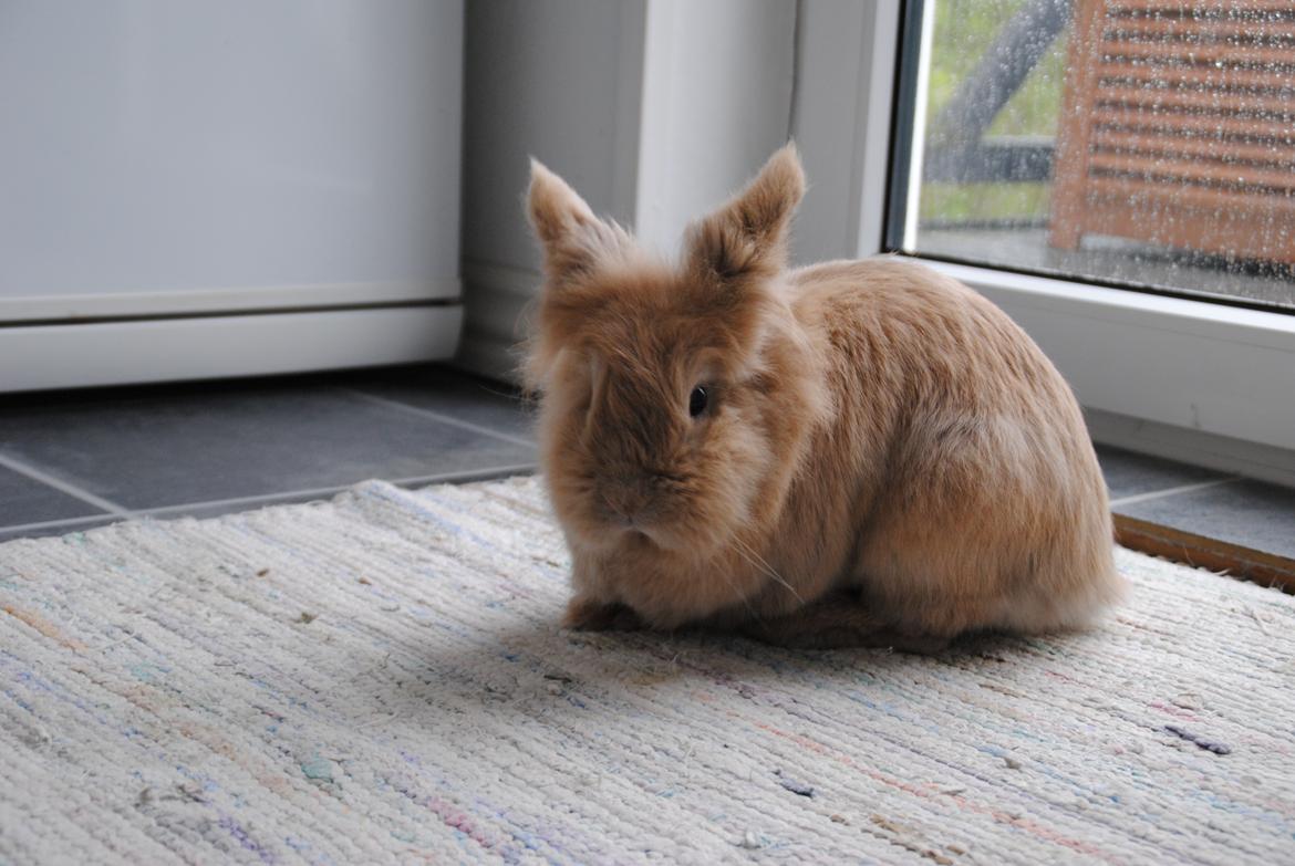 Kanin Disney billede 2