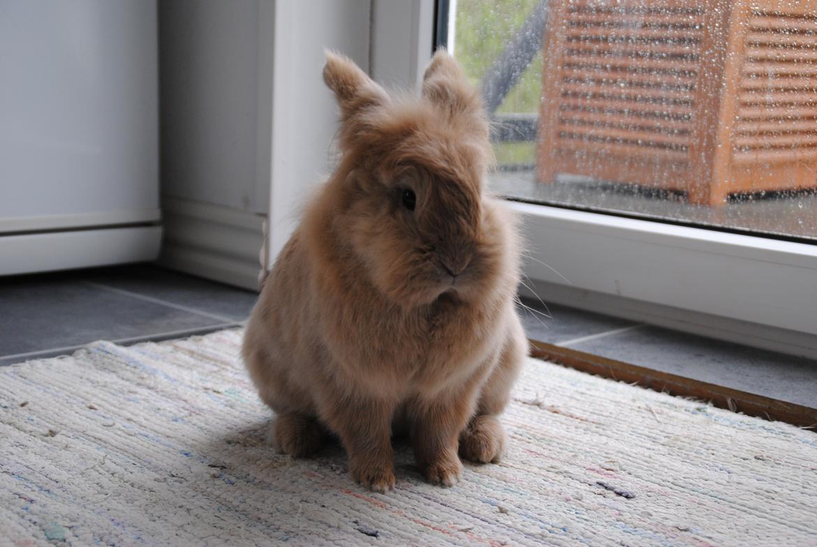 Kanin Disney billede 4