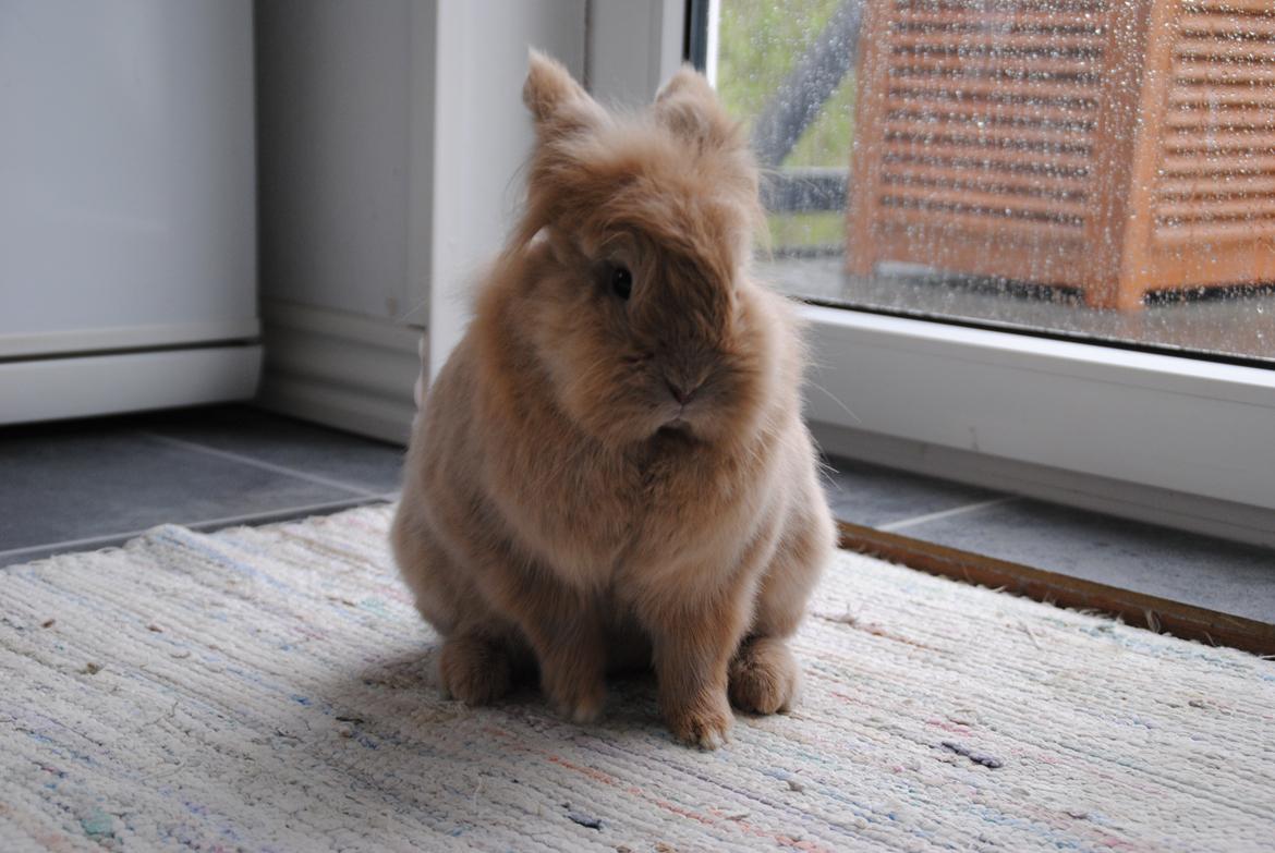 Kanin Disney billede 1