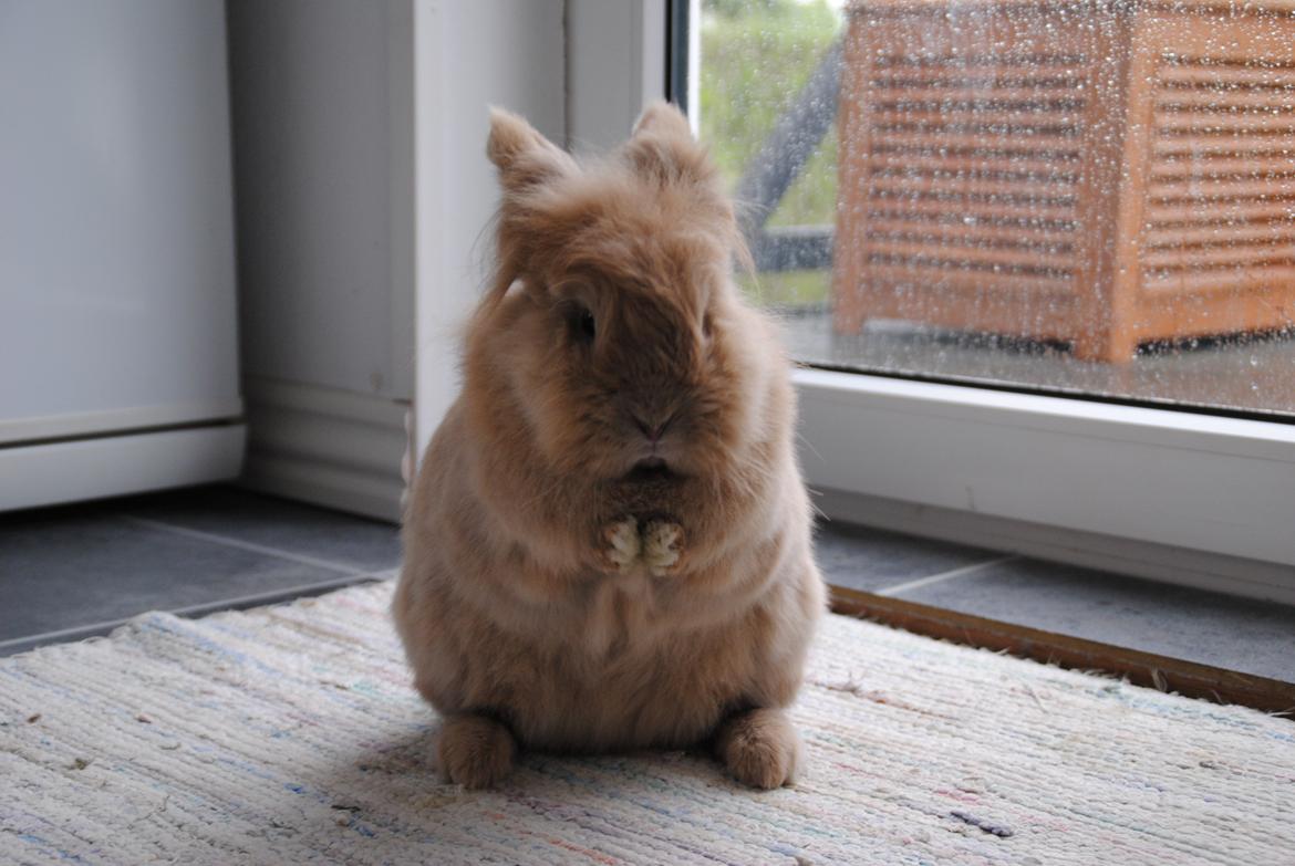 Kanin Disney billede 5