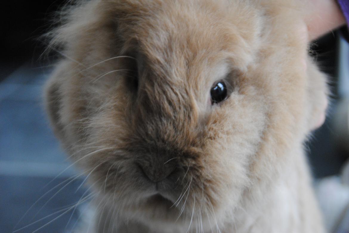 Kanin Disney billede 6