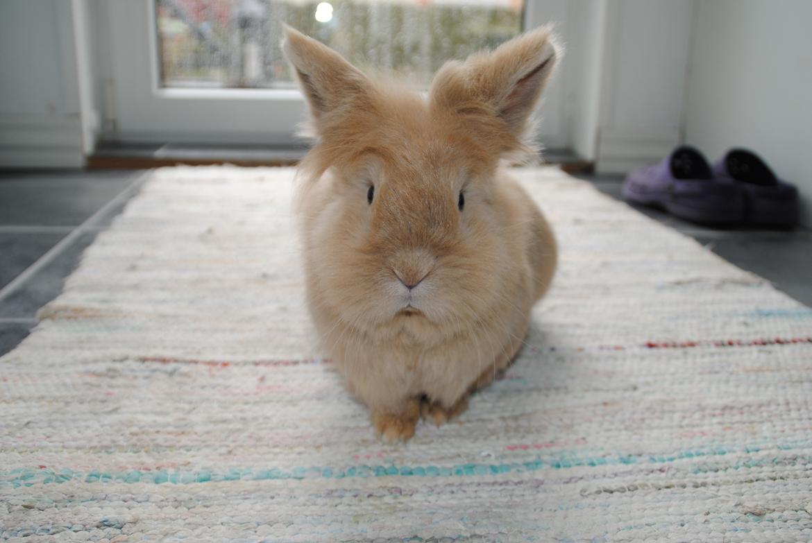 Kanin Disney billede 7