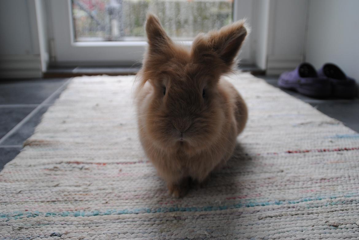 Kanin Disney billede 8