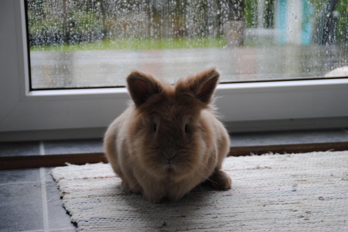 Kanin Disney billede 9