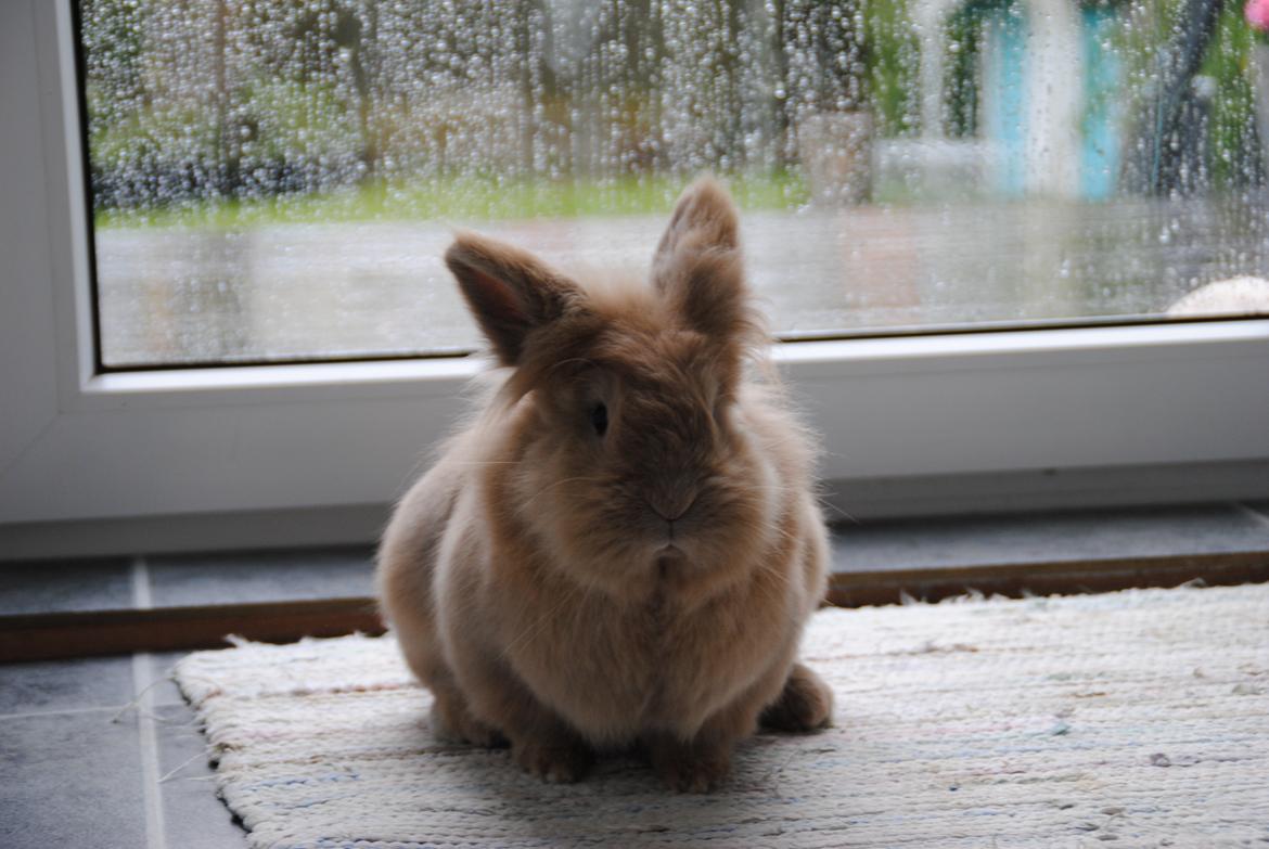 Kanin Disney billede 10