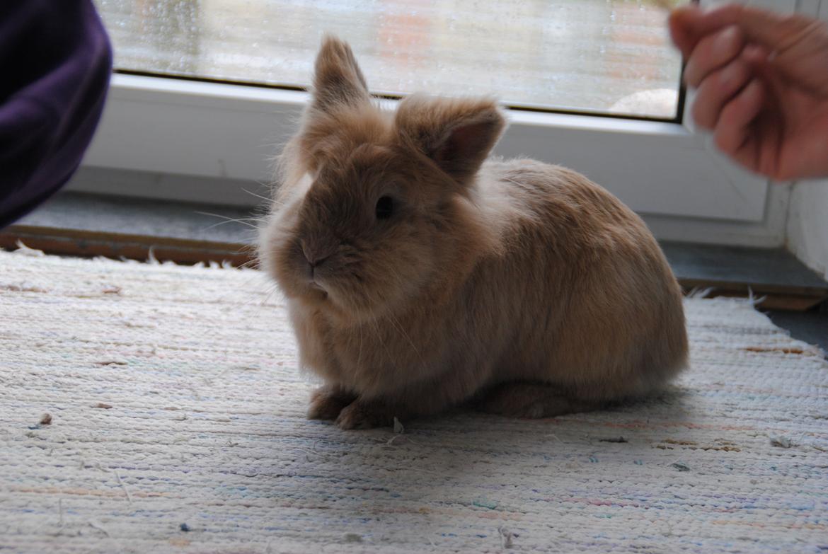 Kanin Disney billede 11