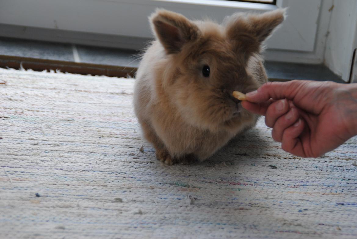 Kanin Disney billede 12