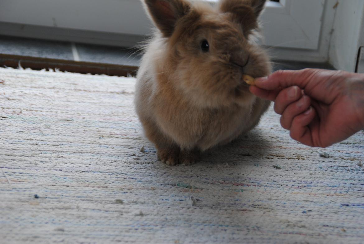 Kanin Disney billede 13