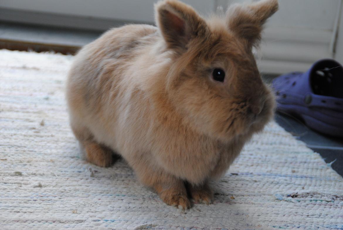 Kanin Disney billede 14