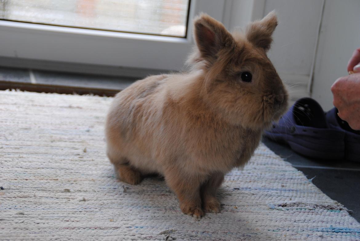 Kanin Disney billede 15