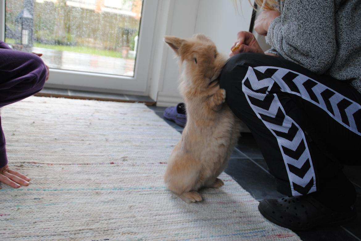 Kanin Disney billede 16