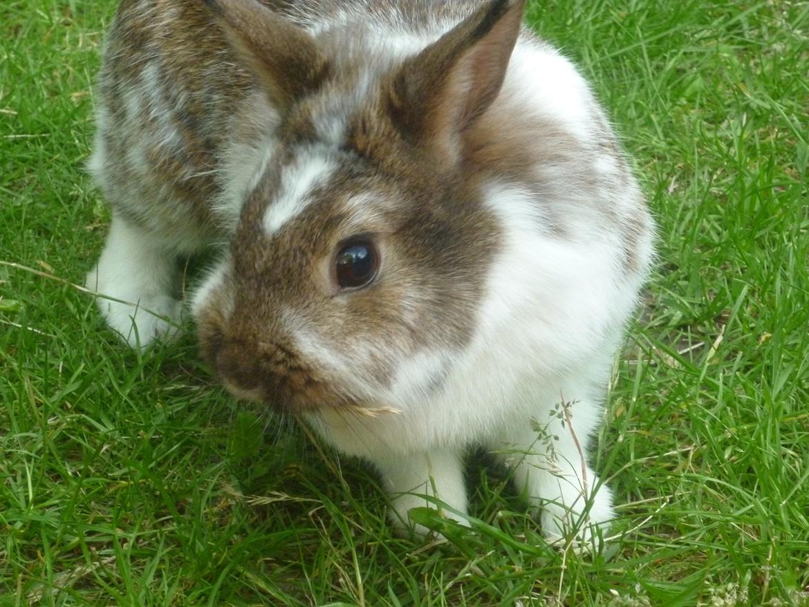 Kanin Surprise (Himmelgnaver) R.I.P. billede 1