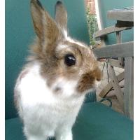 Kanin Surprise (Himmelgnaver) R.I.P. billede 2