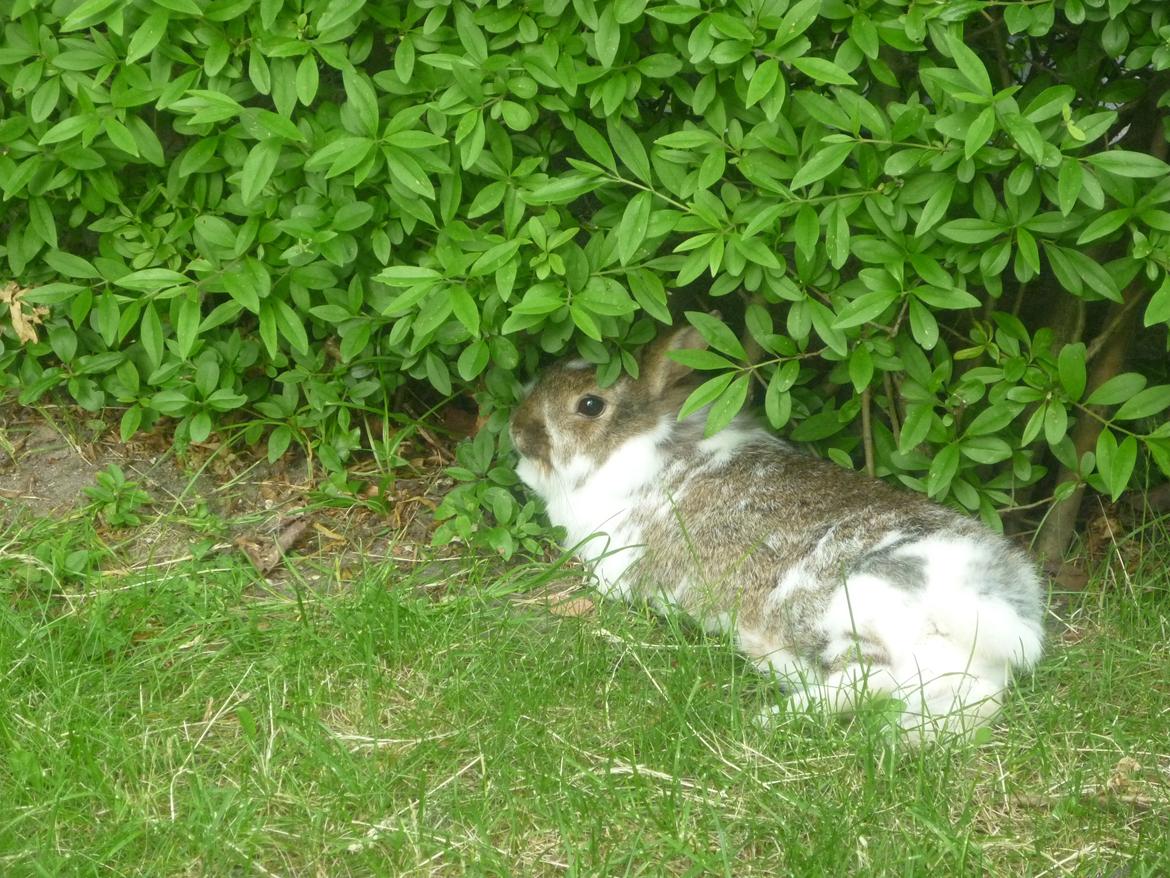 Kanin Surprise (Himmelgnaver) R.I.P. billede 3