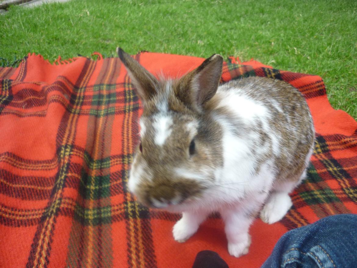 Kanin Surprise (Himmelgnaver) R.I.P. billede 4