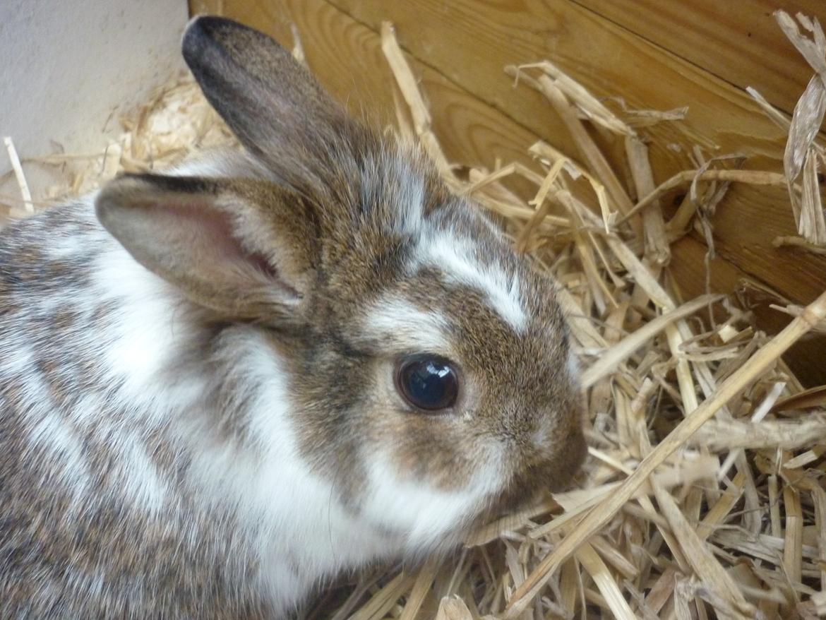 Kanin Surprise (Himmelgnaver) R.I.P. billede 5