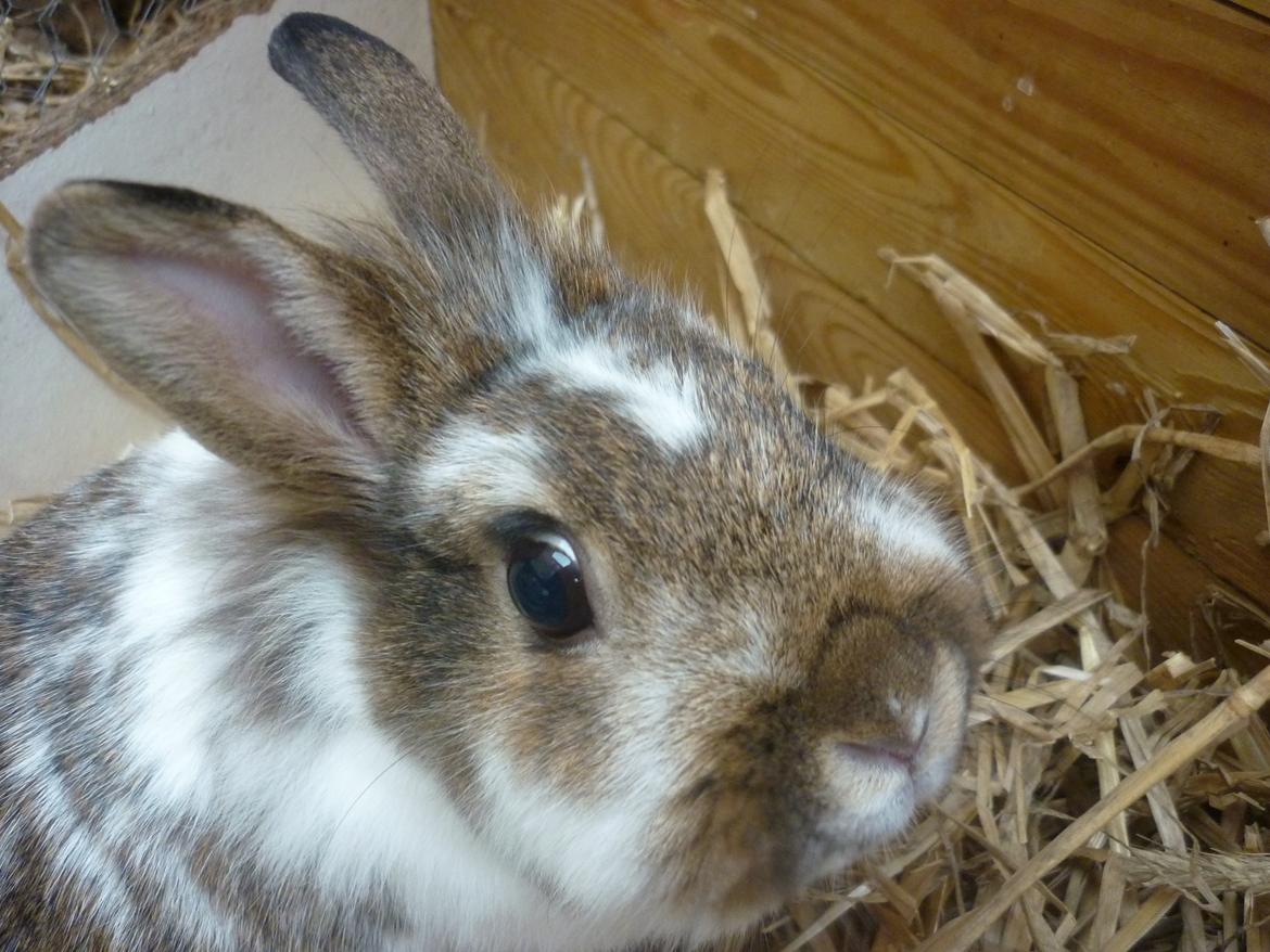 Kanin Surprise (Himmelgnaver) R.I.P. billede 6