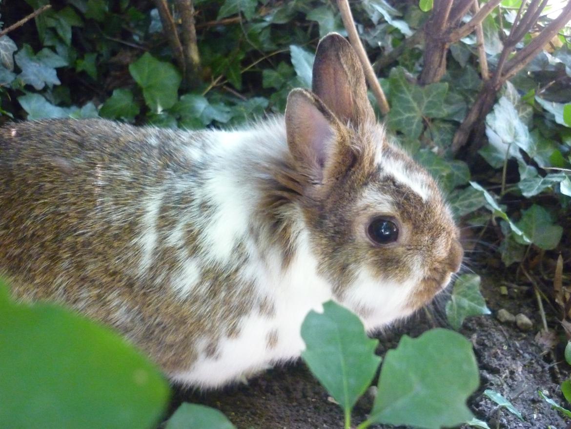 Kanin Surprise (Himmelgnaver) R.I.P. billede 7