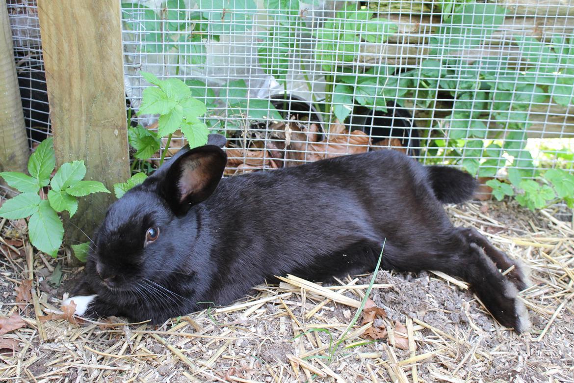 Kanin Sofiagaardens Rubber ball - d. 18/5 - 2012 billede 16