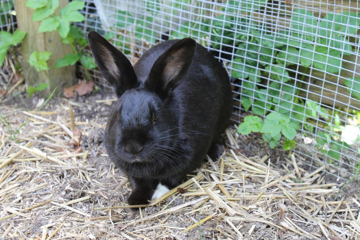 Kanin Sofiagaardens Rubber ball - d. 18/5 - 2012 billede 17