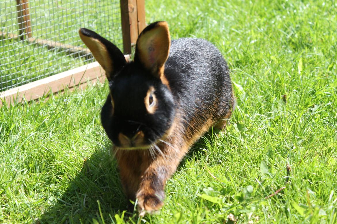 Kanin Buddh - d. 18/5 - 2012 billede 16