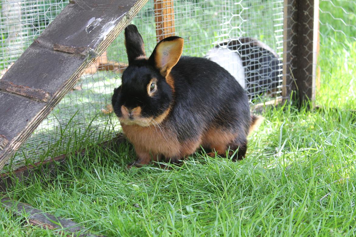 Kanin Buddh - d. 18/5 - 2012 billede 17