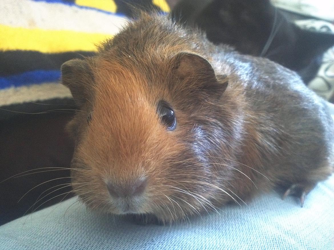 Marsvin Casey Macy von Bling billede 4