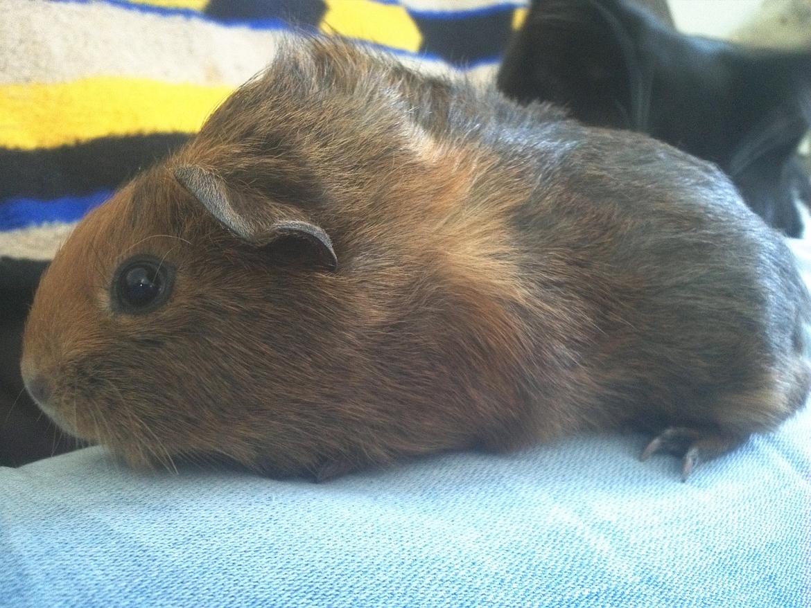 Marsvin Casey Macy von Bling billede 5