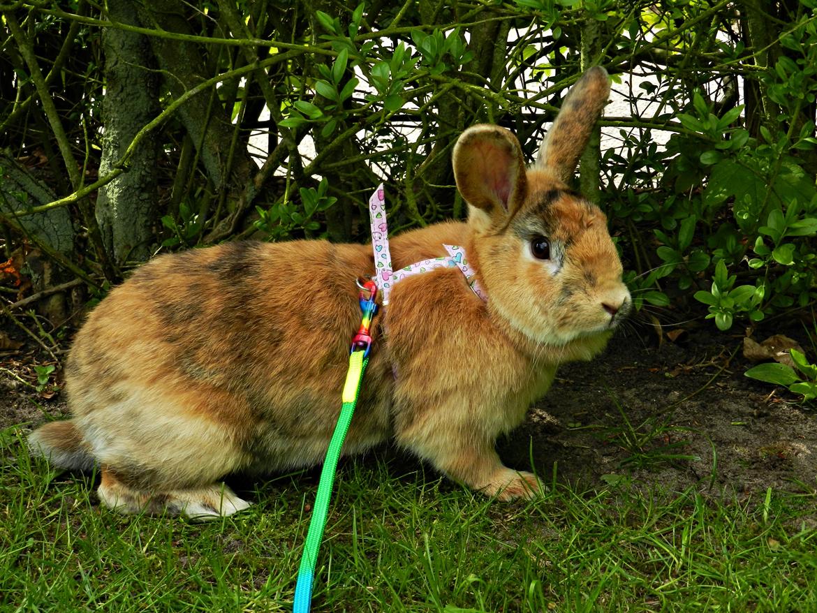 Kanin Anijo´s Silke - Silke d. 18/5 :D billede 19